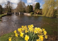 ashford-sheepwash-springGC