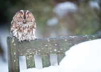 Sleeping Tawny Owl