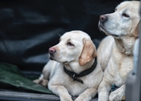 Waiting For their Master